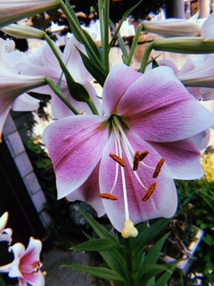 2018-06-09 13-40-16.153.JPG