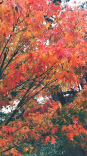 IMG_4942.PNG