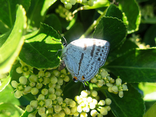 IMG_6187.jpg