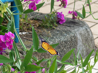 IMG_6304.jpg